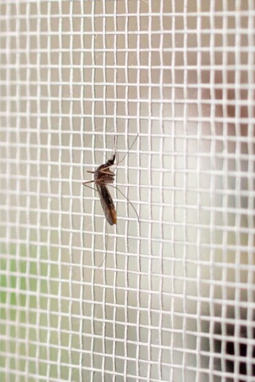 Premium Polyester Mosquito Bed Net (Single)